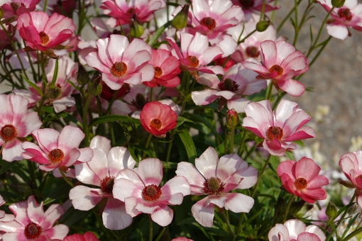 アネモネ（ピンク）