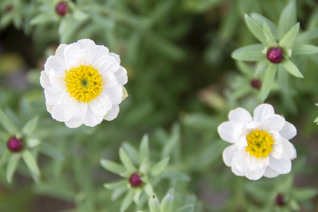 花かんざし（花）