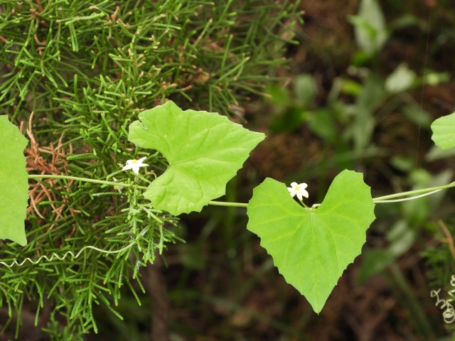 スズメウリ（花）
