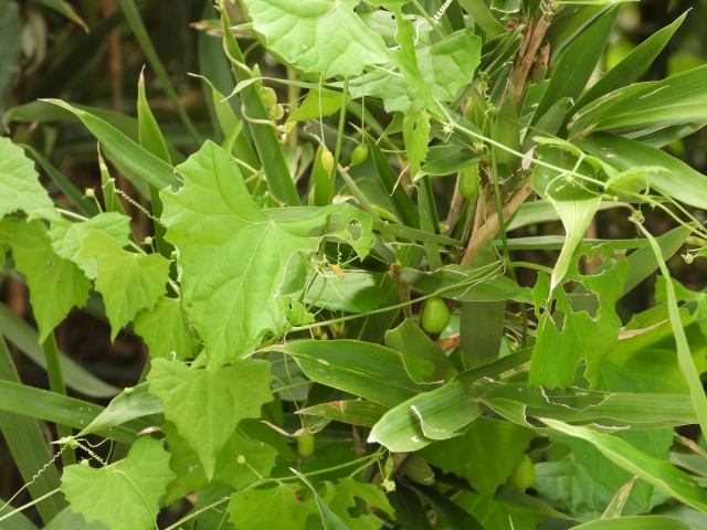 スズメウリ（実）