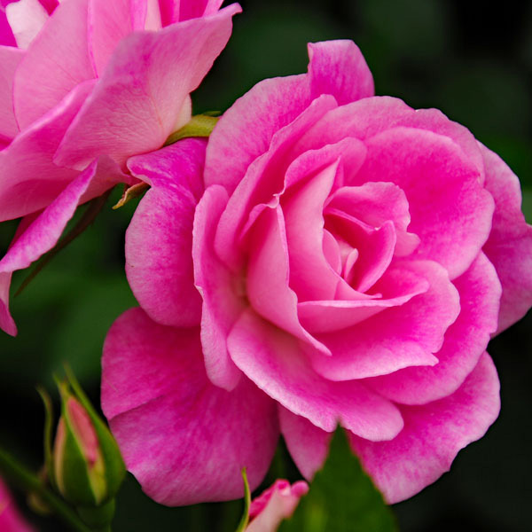 ブリリアント・ピンク・アイスバーグ