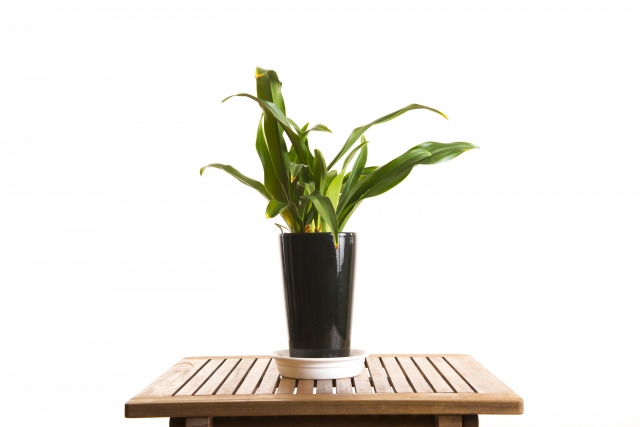 万年青の鉢植え