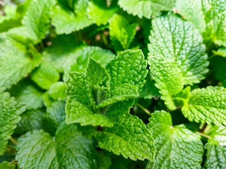 ミント