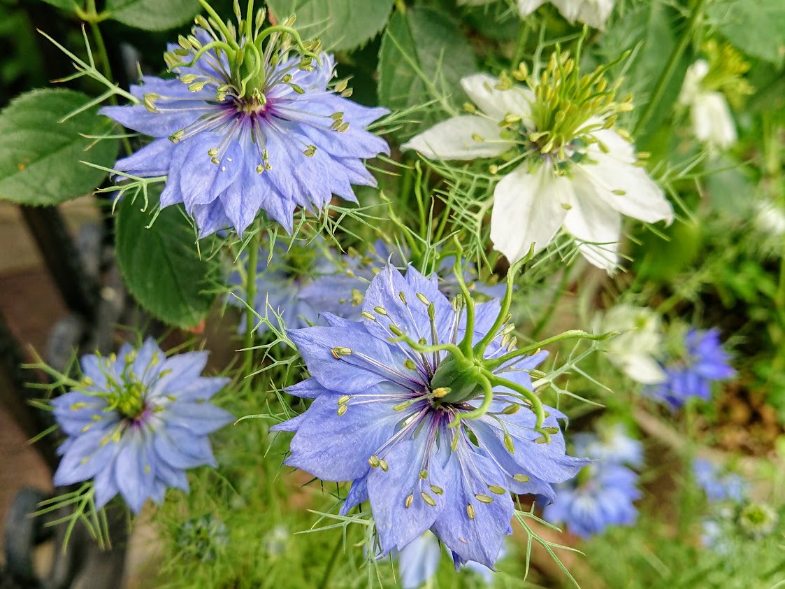 ニゲラの育て方！失敗しない育て方のポイントや種から育てるコツを解説のイメージ