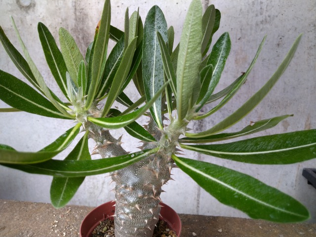 パキポディウム