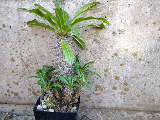 パキポディウム・ラメリー