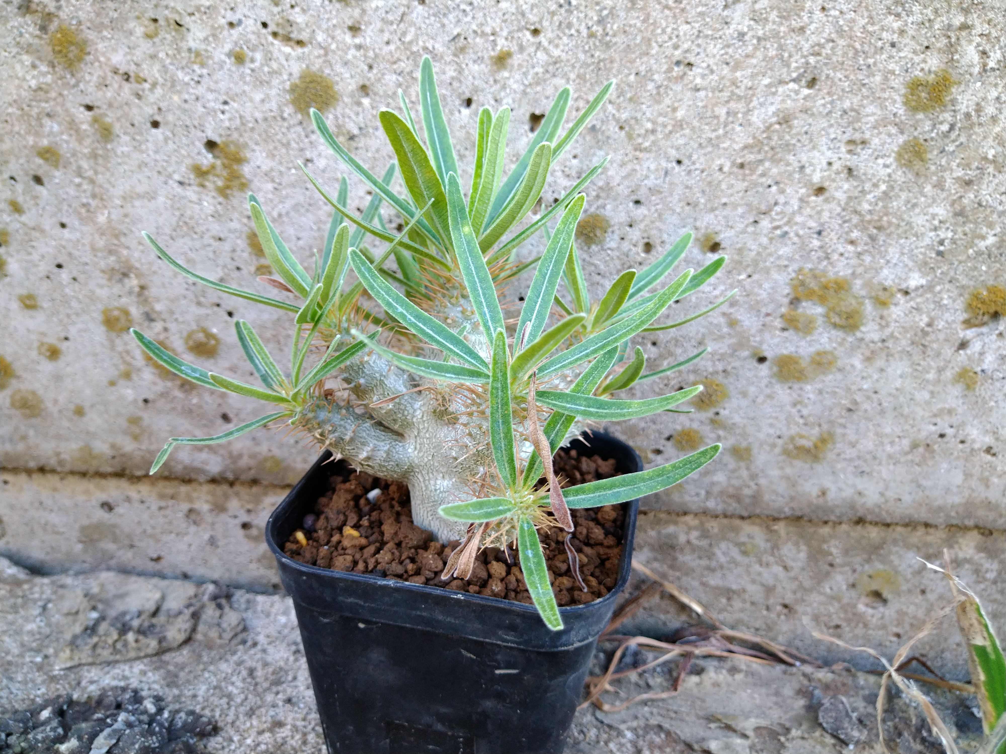 パキポディウム・グラキリス