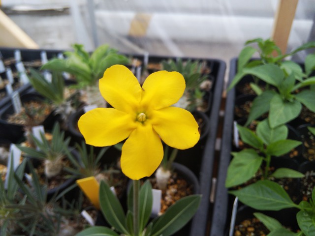 パキポディウムの花