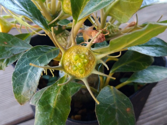 ドルステニア・フォエチダの花