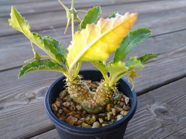 ドルステニア・クリスパ