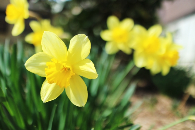 ラッパスイセン（タマラ）