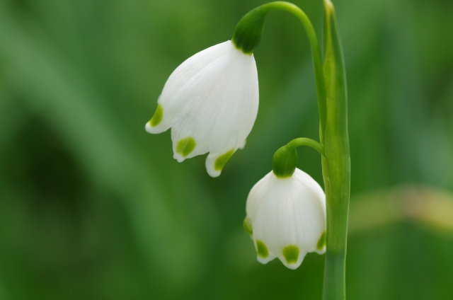 スズランスイセン（スノーフレーク）