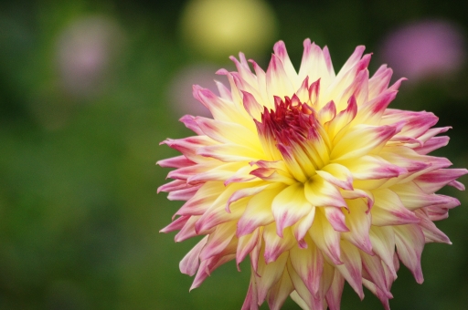 ダリア（複色）