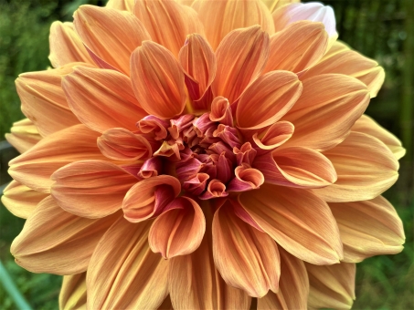 ダリア（オレンジ）