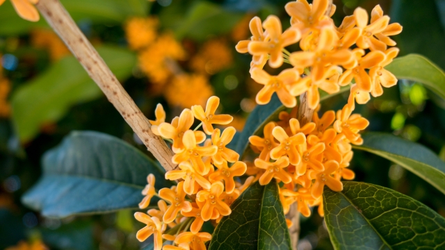 キンモクセイ・花