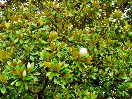 タイサンボク（葉）