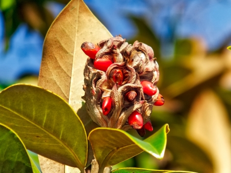 タイサンボク（実）