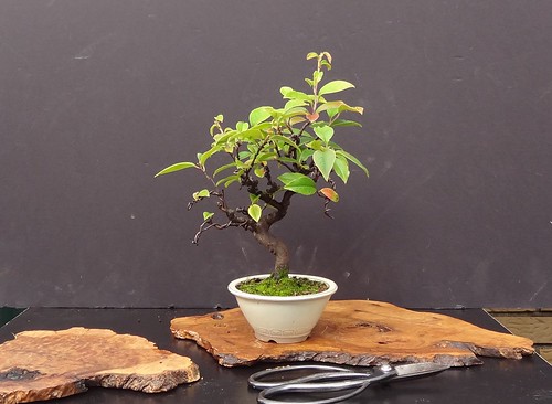 カリン（盆栽）