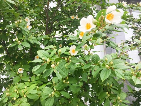 ナツツバキ（葉）