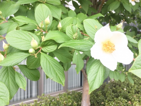 ナツツバキ（つぼみ）