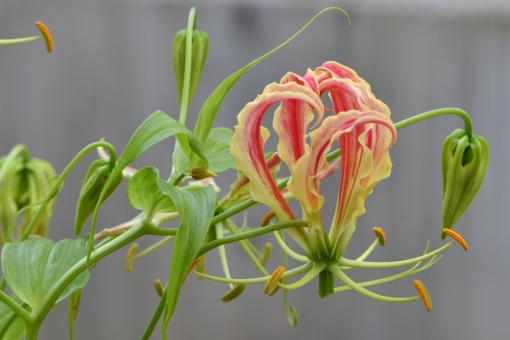 グロリオサ（つぼみ）