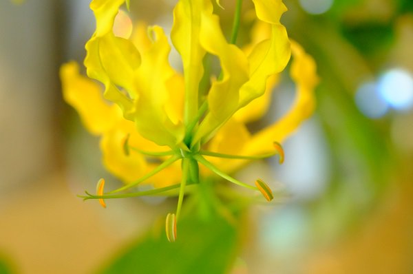 グロリオサ（黄花）