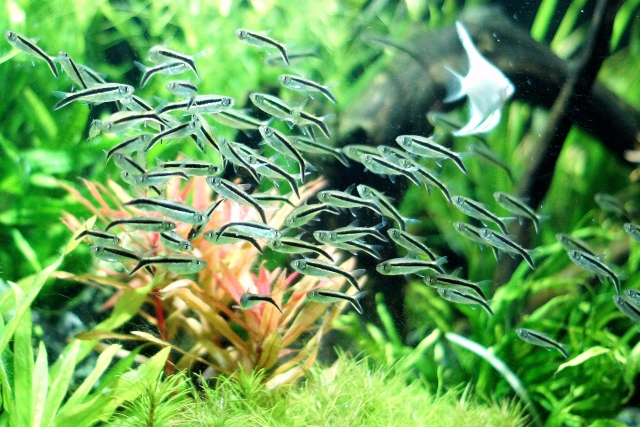 ショートヘアーグラス