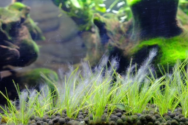 ショートヘアーグラス