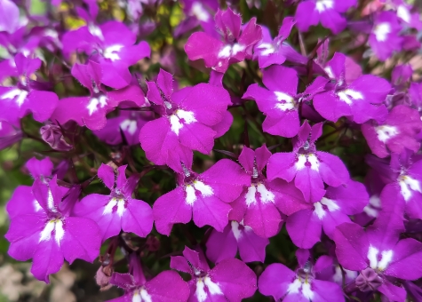 ロベリア（ピンク）