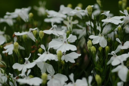 ロベリア（白）