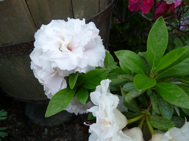 アザレア（白）