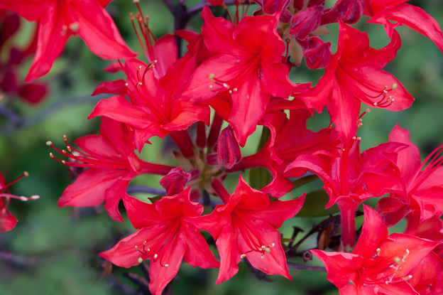 アザレア（赤）