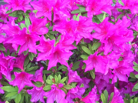 アザレア（濃ピンク）