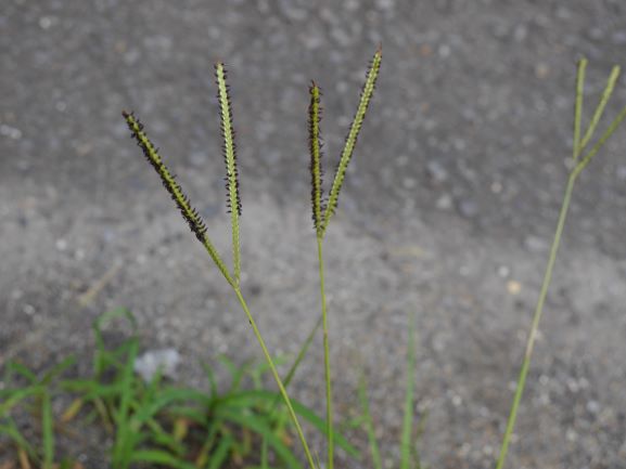 アメリカスズメノヒエ