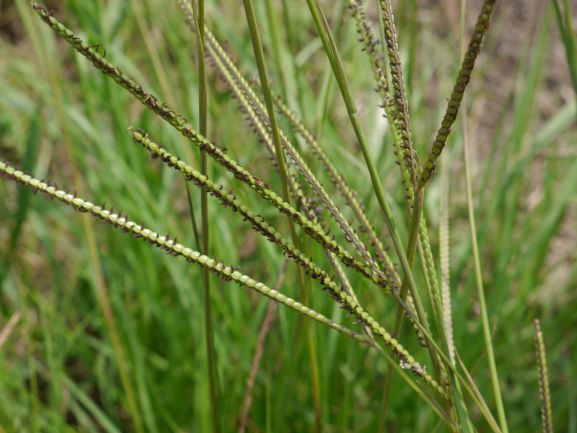 アメリカスズメノヒエの穂