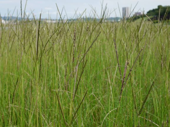 アメリカスズメノヒエの群生
