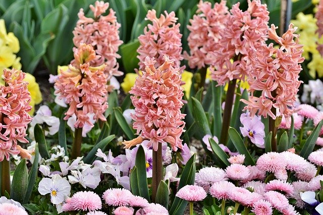 ヒヤシンスの育て方!庭植えも水栽培もできる球根をきれいに咲かせるコツのイメージ