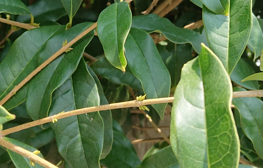 キンモクセイ・8月