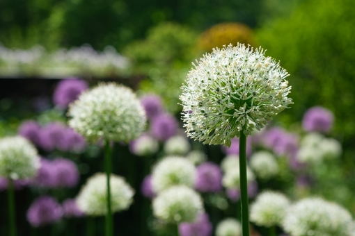 アリウム（白）