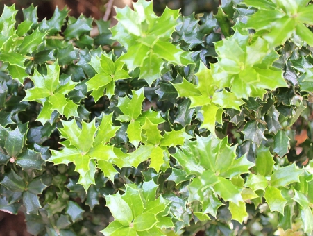 ヒイラギ（葉）