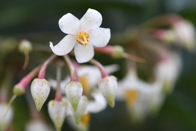マンリョウ（花）