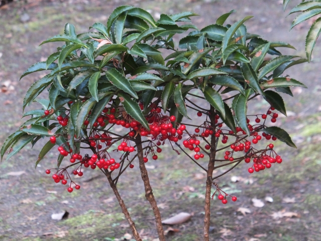 マンリョウ（茎と葉）