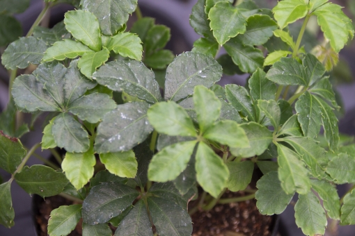 シッサス・シュガーバイン 