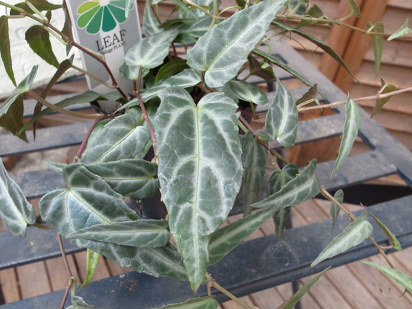 シッサス・アマゾニカ