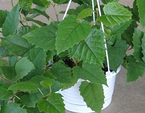 カンガルーアイビー