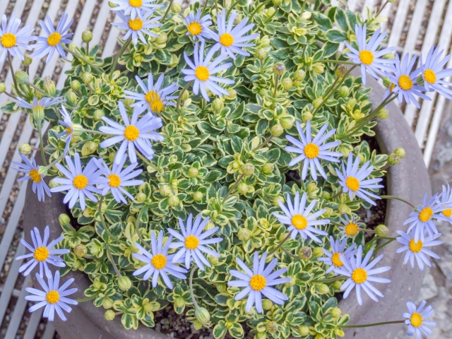 ブルーデージー（斑入り葉）