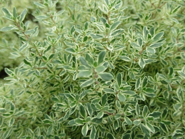 シルバータイム