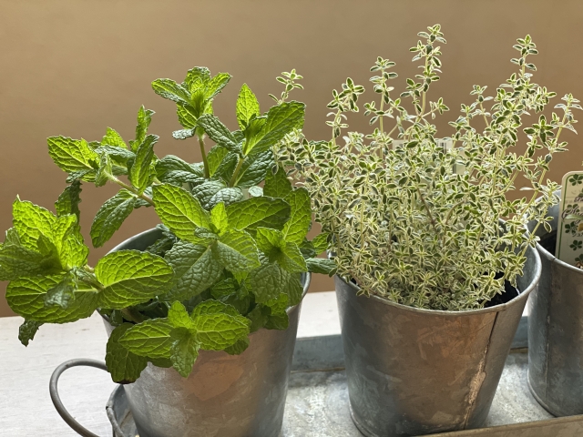 鉢植えのシルバータイム