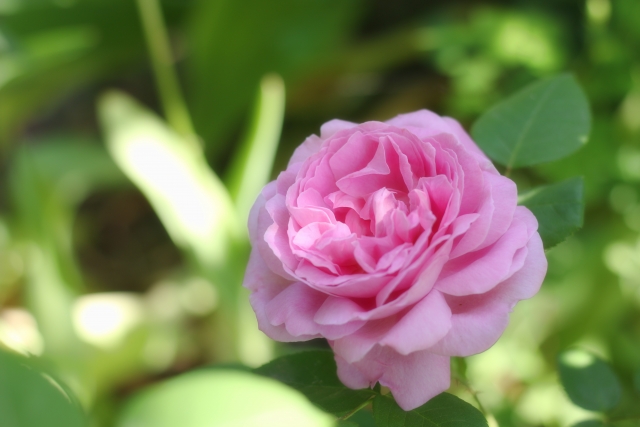 メアリーローズER