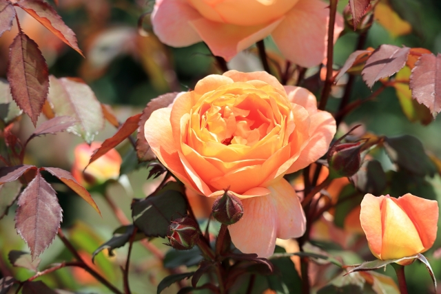 レディエマハミルトンER